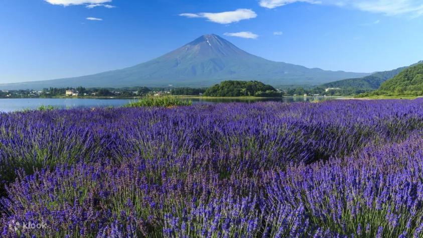 Fuji Cottage Фудзі-Каваґутіко Екстер'єр фото